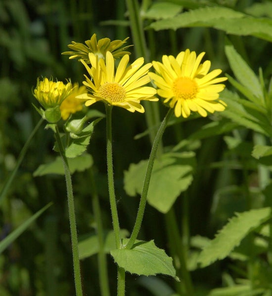 Gelbe Wiesenmargerite im Garten