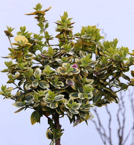 Im Bild ist ein Spindelstrauch mit Blättern zu sehen.