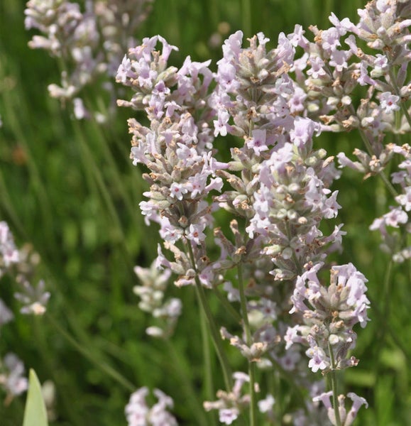 Nahaufnahme von Lavendelblüten