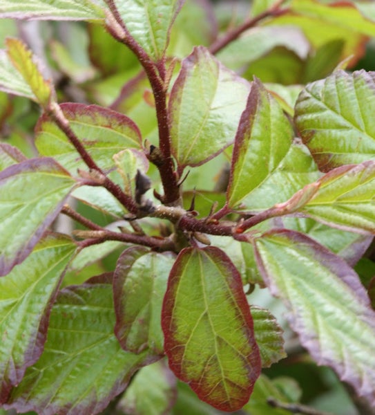 Nahaufnahme von Zierstrauch mit grünen Blättern und rötlichen Rändern.