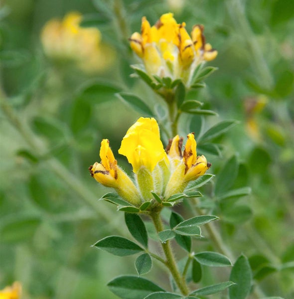 Aufnahme von gelben Hornklee Blüten