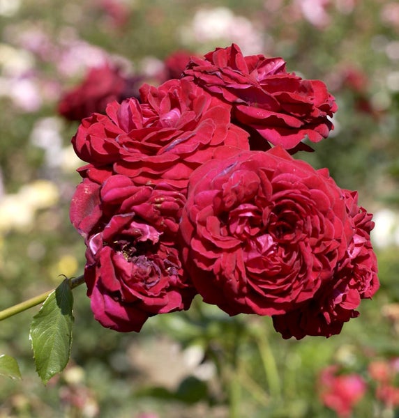 Nahaufnahme einer roten Rose mit vielen Blütenblättern im Garten.