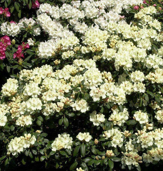 Nahaufnahme von Rhododendren mit weißen Blüten