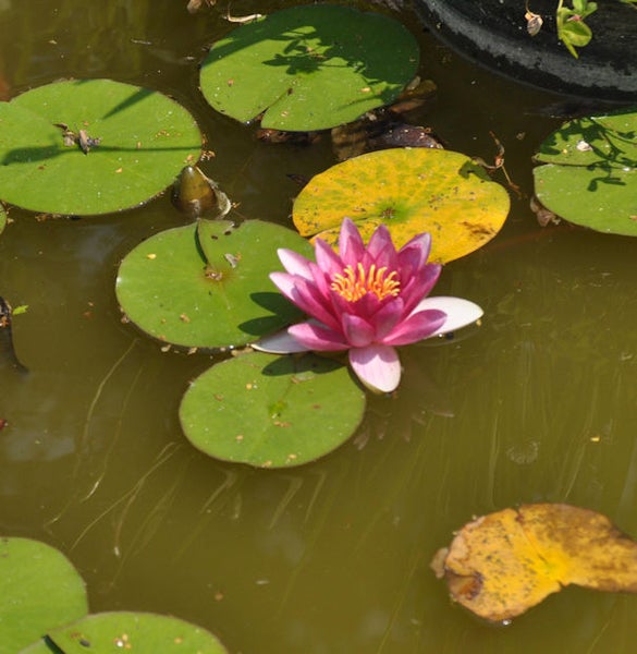 Seerose mit Schwimmblättern im Teich