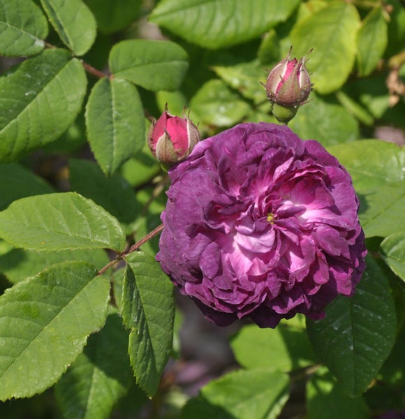 Nahaufnahme einer purpurfarbenen Rose mit Knospen und grünen Blättern