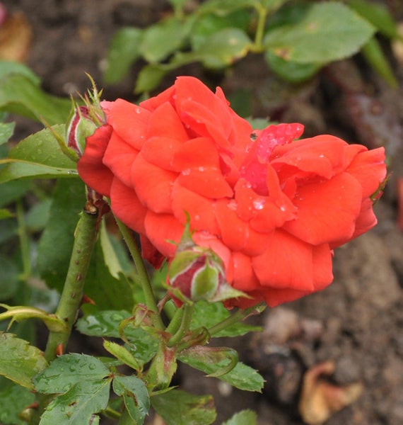 Nahaufnahme einer orangefarbenen Rose mit Knospen