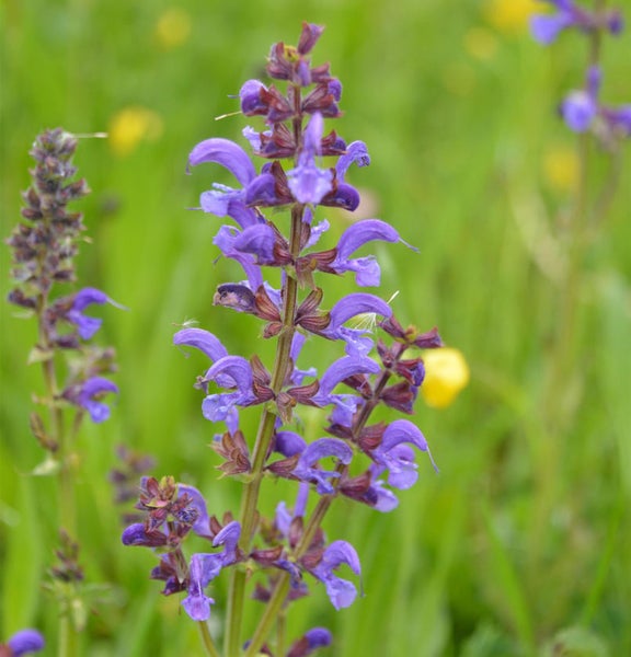 Blüte mit lila Blütenblättern