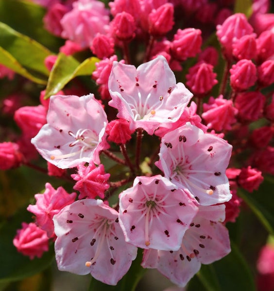 Nahaufnahme von Berglorbeerblüten