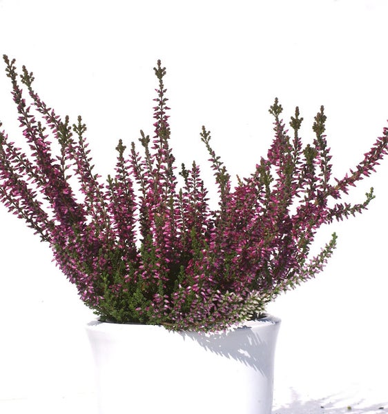 Besenheide in einem Topf