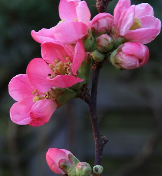 Nahaufnahme einer Zierquittenblüte am Zweig