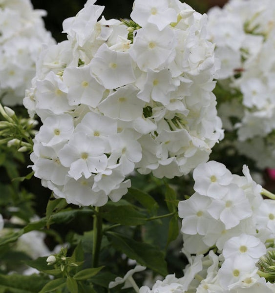 Blütenstand der Flammenblume mit weißen Blüten