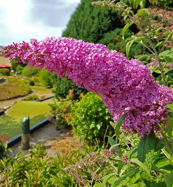 Nahaufnahme einer blühenden Schmetterlingsfliederpflanze im Garten.