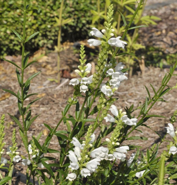 Garten mit weißem Gelenkblumenbestand
