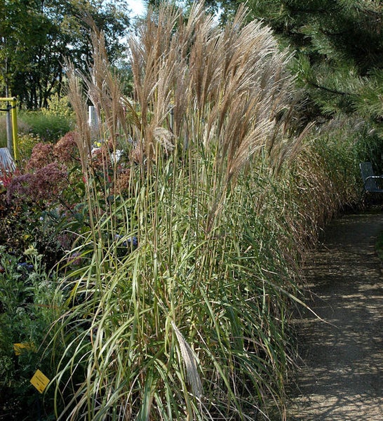 Chinaschilf im Garten