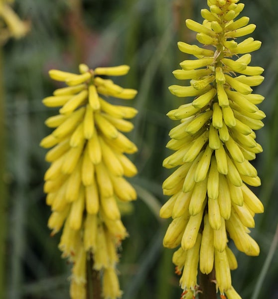 Zwei Fackellilien im Fokus.