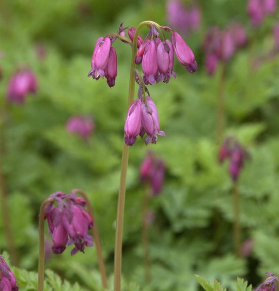 Herzerlstock mit rosafarbenen Blüten
