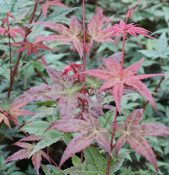 Nahaufnahme eines Fächerahorns mit Blättern