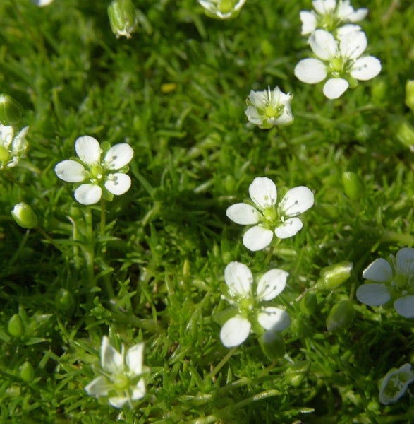 Nahaufnahme von Heidekraut mit kleinen weißen Blüten