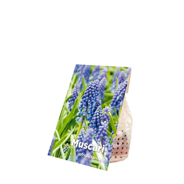 Bloomique - Mischung aus 50 - Muscari Armeniacum - Traubenhyazinthe - blaue Trauben - Blumenzwiebeln - Frühlingsblüte - mehrjährige Pflanzen - wird 10-15 cm groß