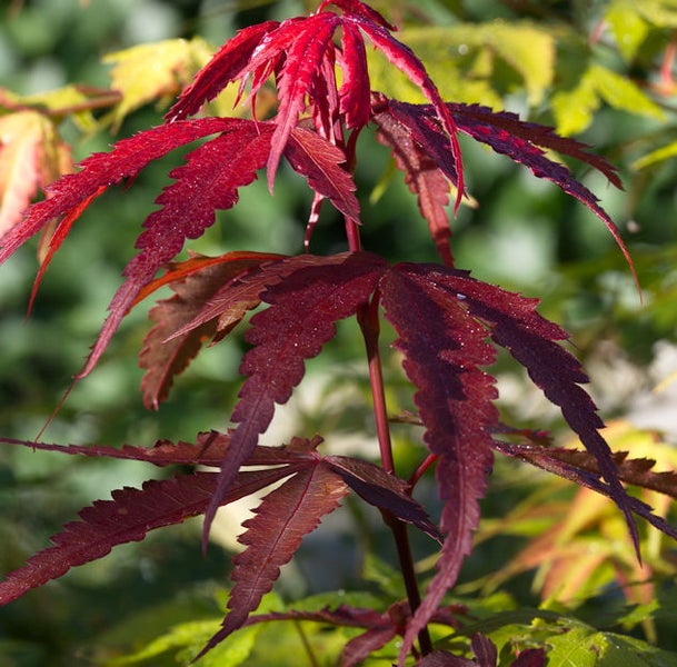 Nahaufnahme eines Fächerahorns mit roten Blättern
