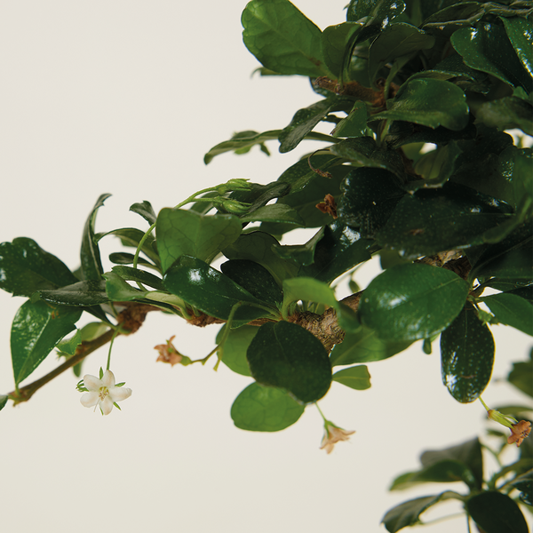 Bloomique - Bonsai Carmona - S-Form - Bonsaibaum - Zimmerpflanzen - Höhe 20-30 cm - 15 cm breit - inklusive Keramiktopf und Schale