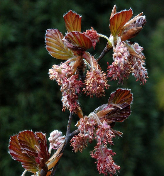 Zweig mit jungen Blättern und Blüten