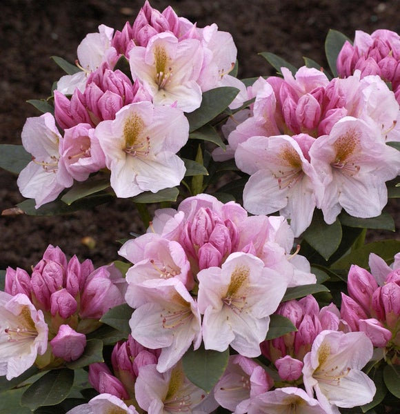 Nahaufnahme einer Rhododendron Pflanze mit rosa Blüten