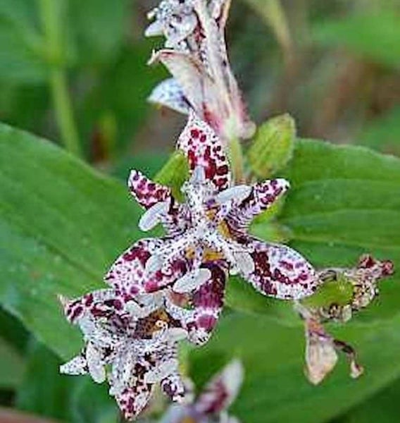 Nahaufnahme einer blühenden Krötenlilie mit gefleckten Blütenblättern