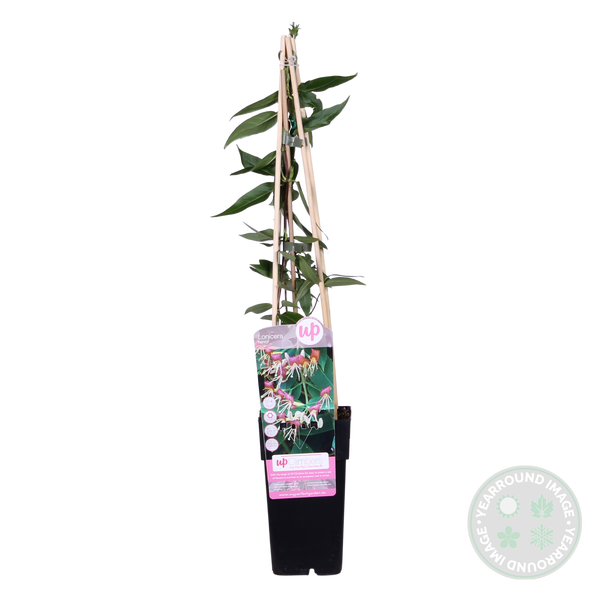 Bloomique - Lonicera Henryi - Geißblatt - Orange, Rot - Kletterpflanzen - Gartenpflanzen - Winterhart - Immergrün - 50-70 cm Hoch - Topf 15 cm