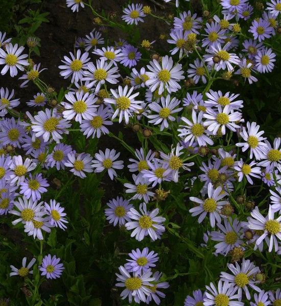 Nahaufnahme einer Gruppe von Glattblatt-Astern