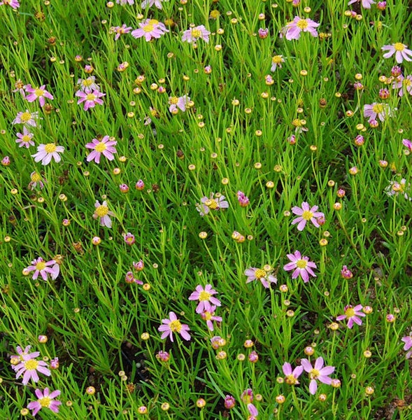 Teppich- Mädchenauge Pflanzen im Garten