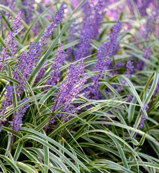 Nahaufnahme von Lilientrauben mit violetten Blüten und grünen Blättern