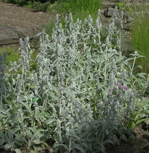Nahaufnahme einer Gruppe Wollziestpflanzen im Garten.