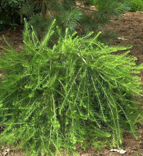 Lebendiger Zypressenbaum im Garten