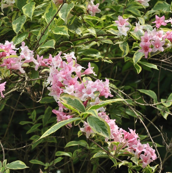 Blühender Gartenstrauch mit rosa Blüten