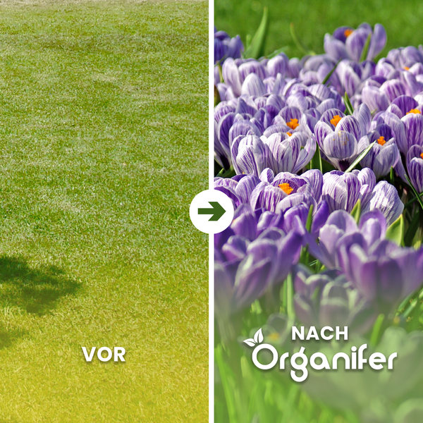 Vorher-Nachher-Ansicht von Rasen und Krokussen nach der Behandlung mit Organifer