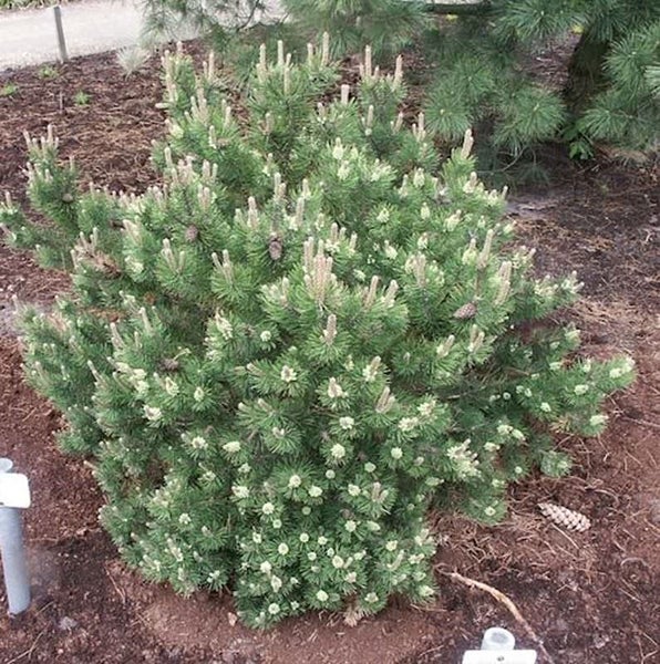 Kiefernstrauch im Garten.