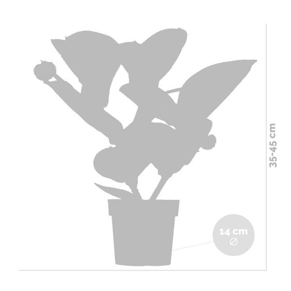 Medinilla magnifica 'Lambada' – Zierblume – Zimmerpflanze – Pflegeleicht – ⌀14 cm - ↕35-45 cm