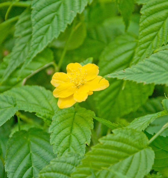 Einzelne gelbe Goldröschenblüte mit grünen Blättern