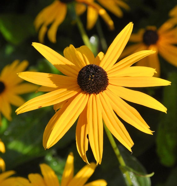 Nahaufnahme einer Rudbeckia Blüte