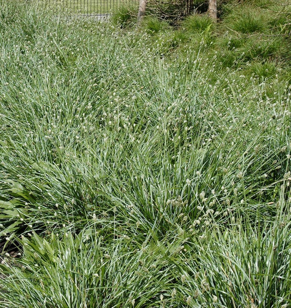 Nahaufnahme eines Feldes mit Rasen-Simse Pflanzen.