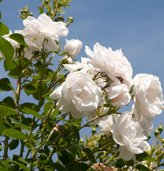 Weiße Rosenblüten vor blauem Himmel