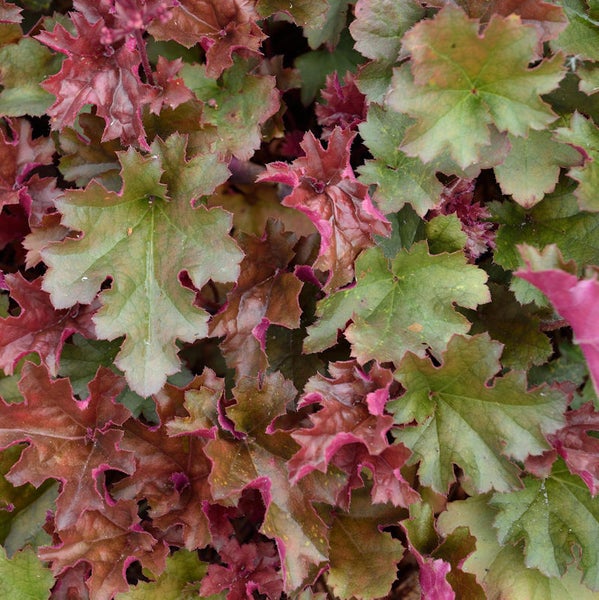 Nahaufnahme von Heuchera Blättern.