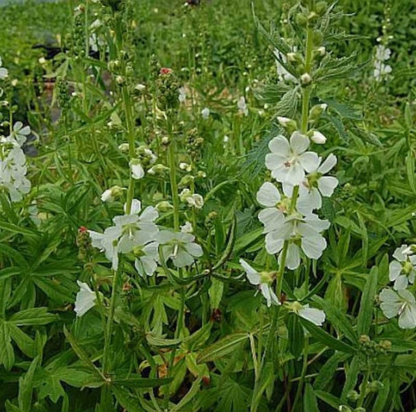 Malve mit weißen Blüten