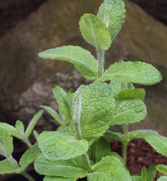 Nahaufnahme einer Minzpflanze mit grünen Blättern