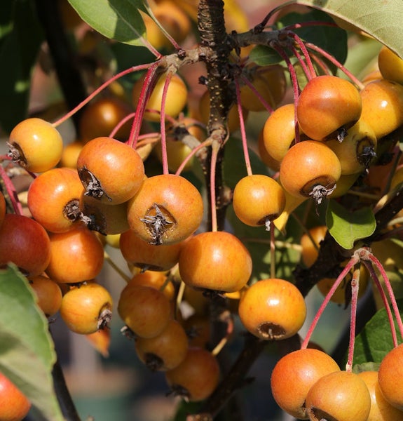 Zweig mit Zieräpfeln