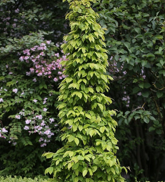 Säulenförmige Hainbuche im Garten.