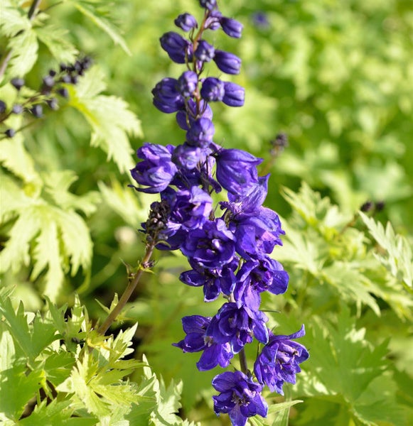 Ritterspornblüte im Garten