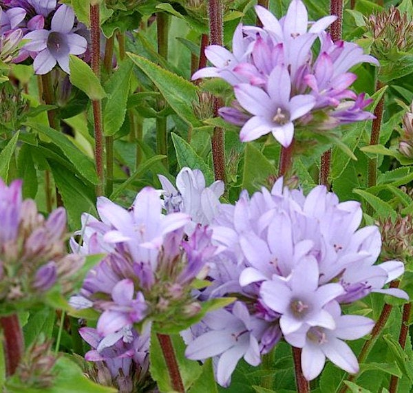 Nahaufnahme von Campanula glomerata Gartenpflanzen