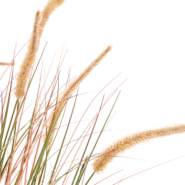 Ziergras mit Ähren